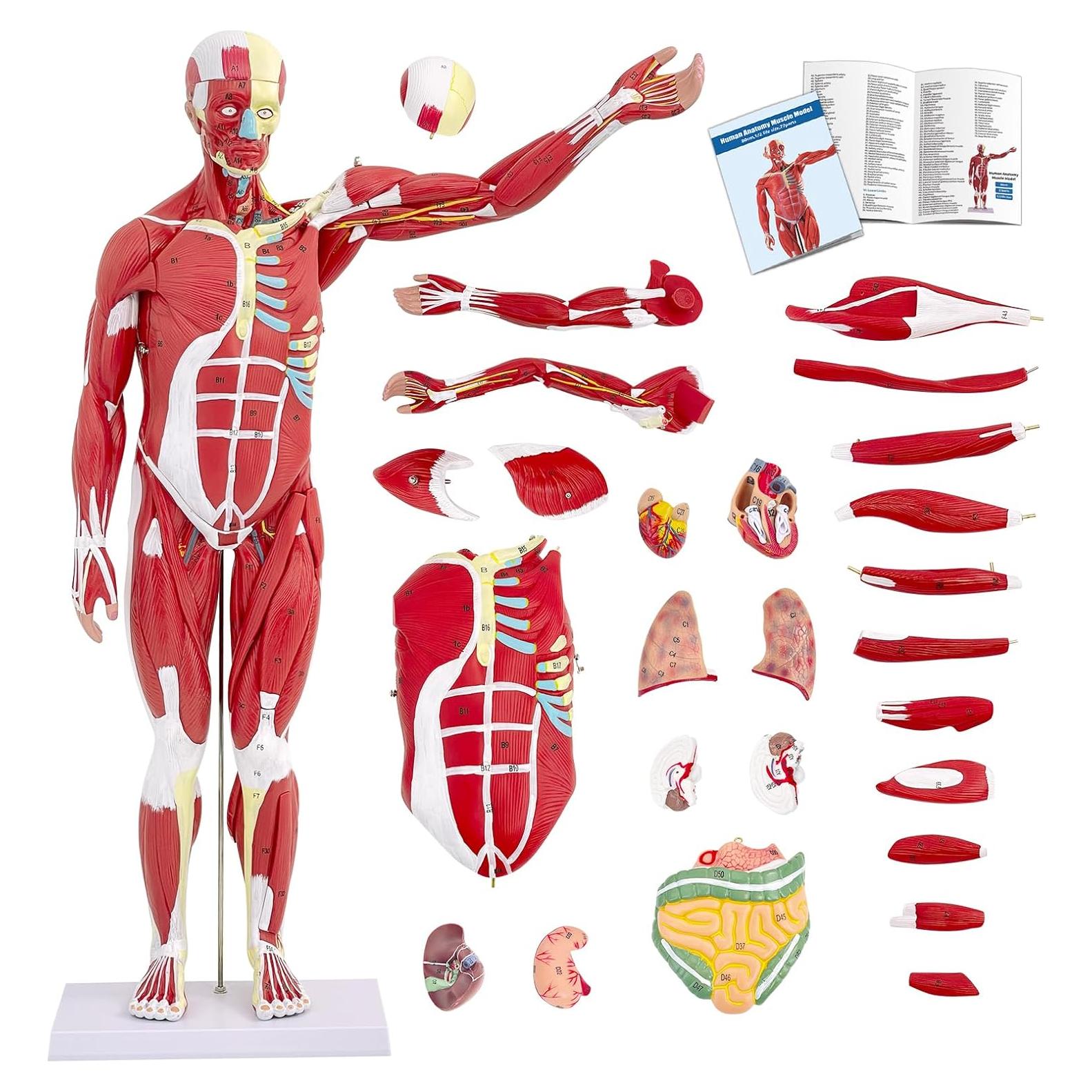 Modelo de Anatomía Muscular Humana SFXYJ, 27 Partes 83.82 cm