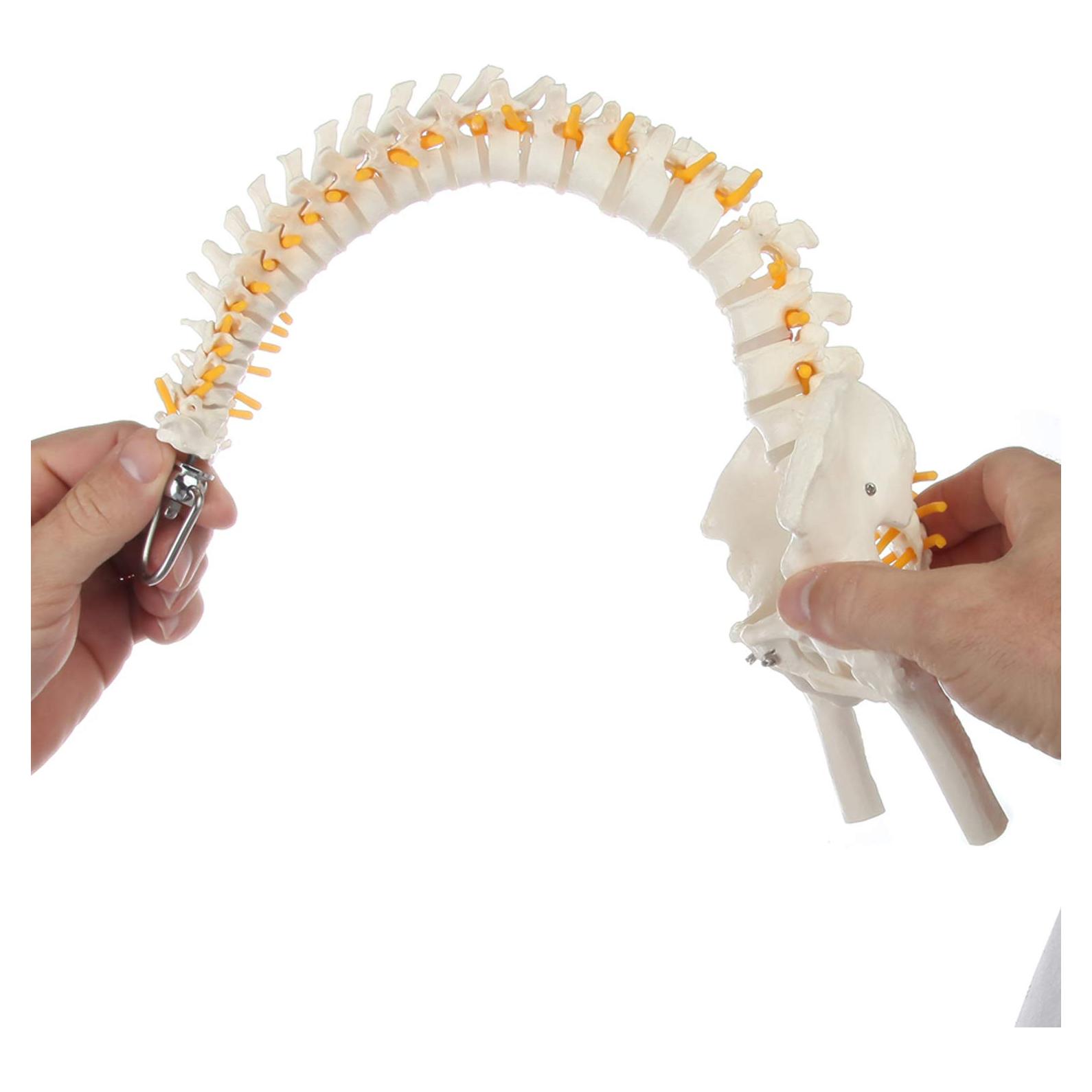 Modelo de Anatomía de Columna Vertebral Miniatura Axis Scientific 39.37 cm
