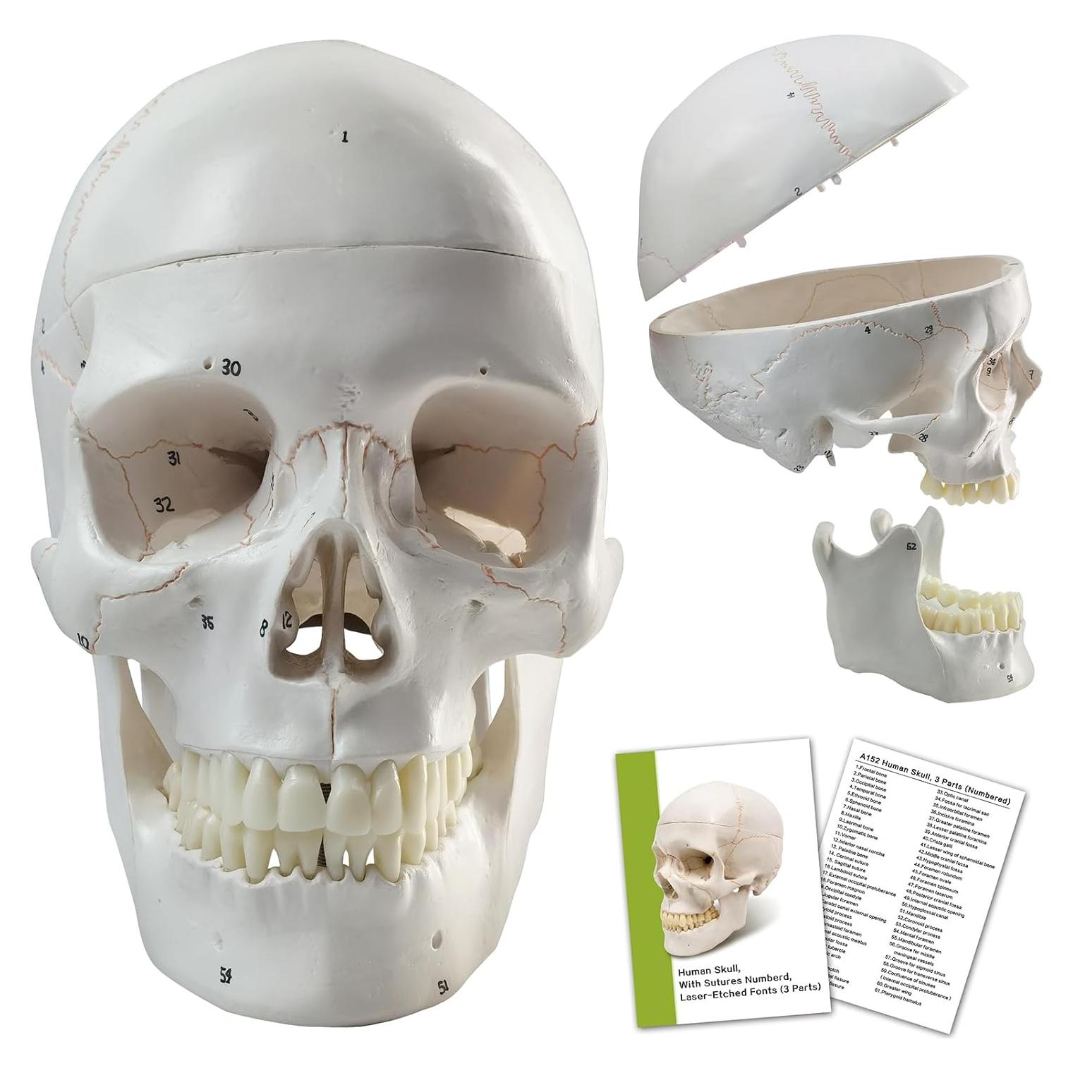 Modelo Anatómico de Cráneo Humano Merinden 3 Partes Realista