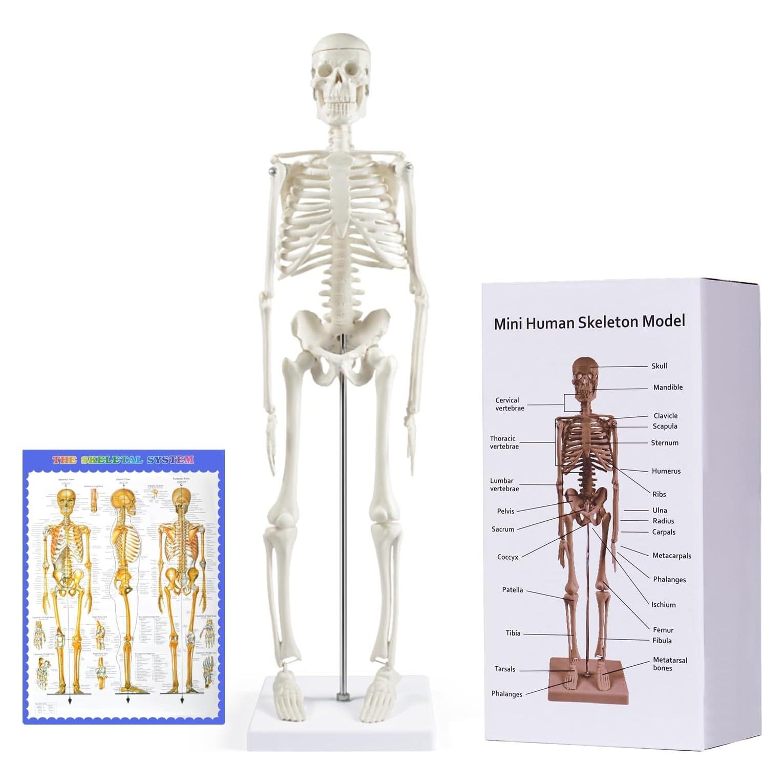 Modelo de Esqueleto Humano Mini Fivtyily 44.96 cm Articulado