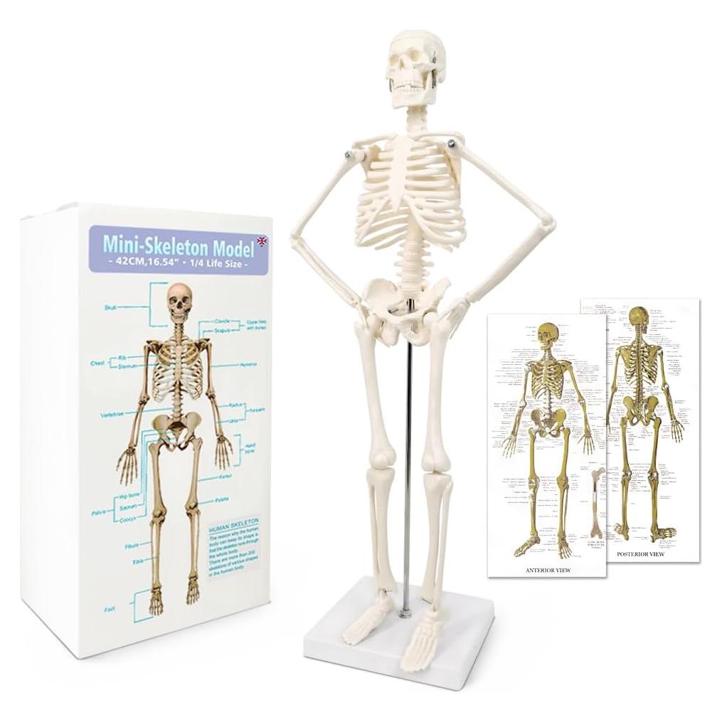 Modelo de Esqueleto Humano 44.96 cm New Horizon