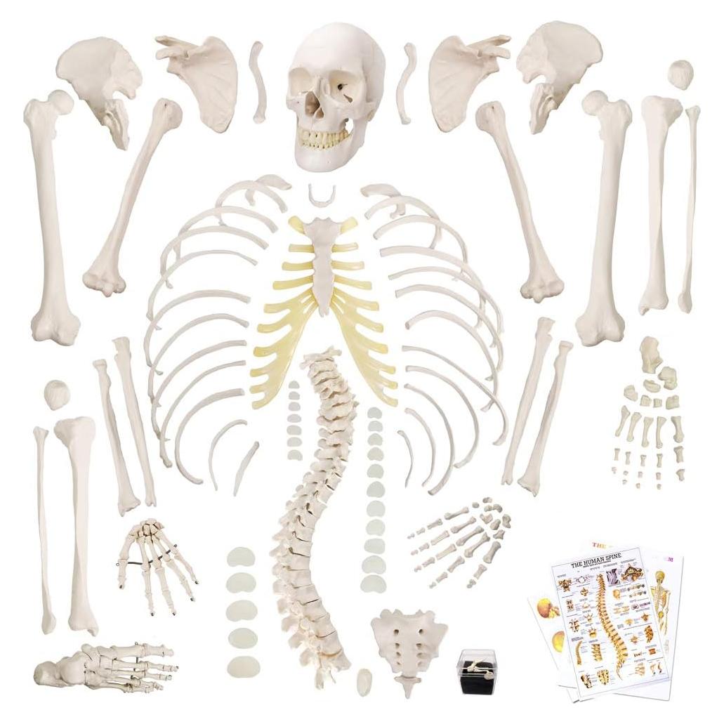 Modelo de Esqueleto Humano Desarticulado Generies 170 cm