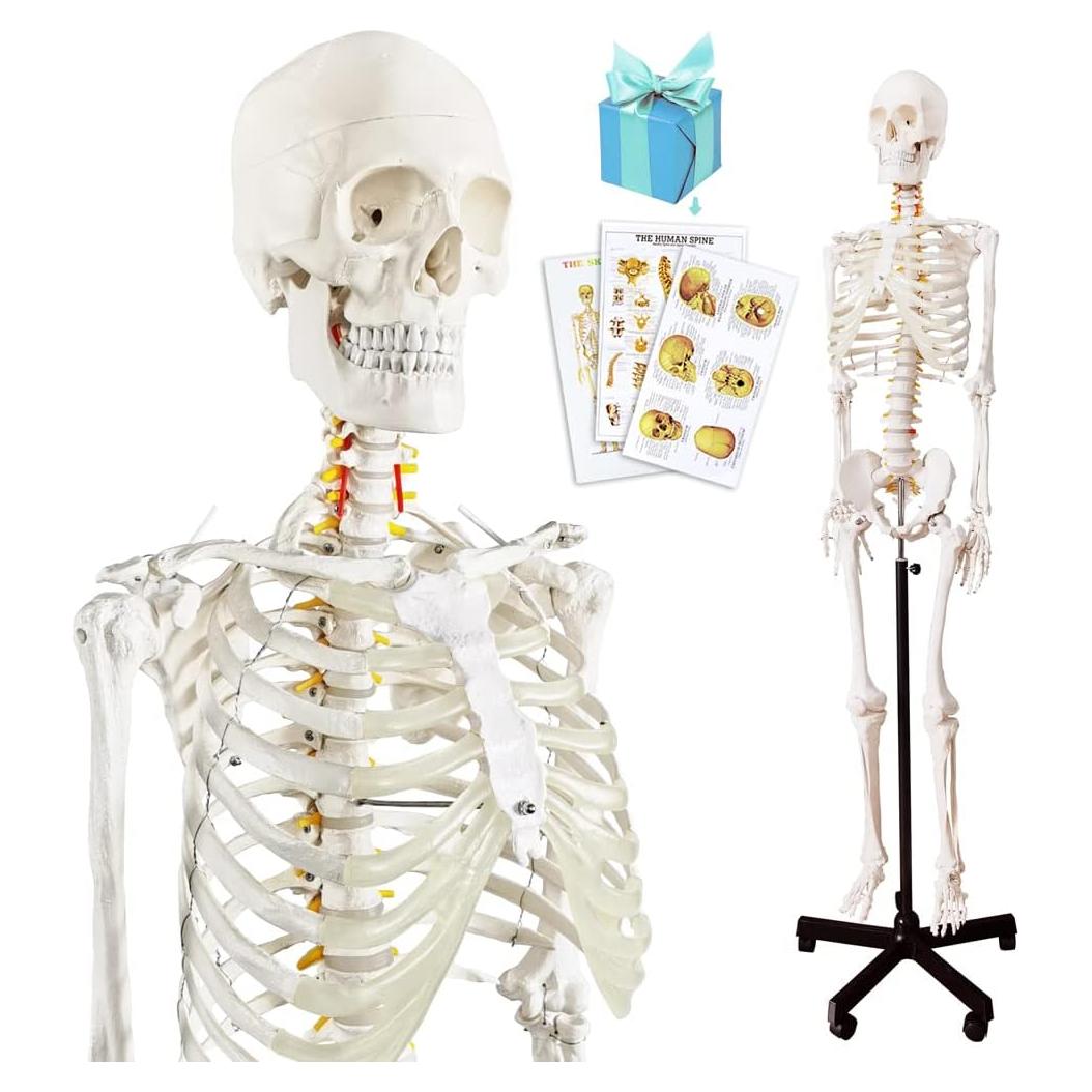 Modelo Esquelético Humano Anatómico 179.5 cm con Soporte Rodante