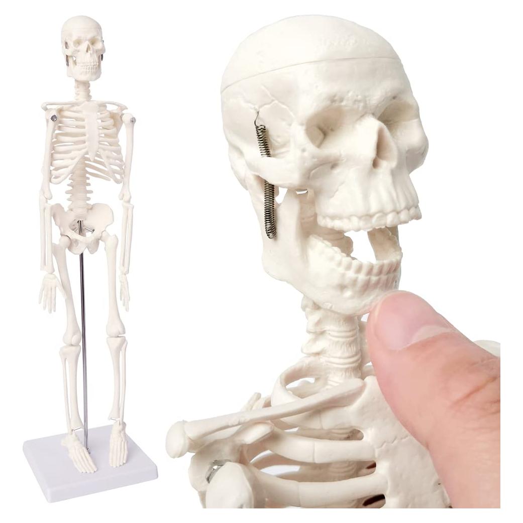 Mini Esqueleto Humano EVOTECH SCIENTIFIC 44.96 cm para Educación