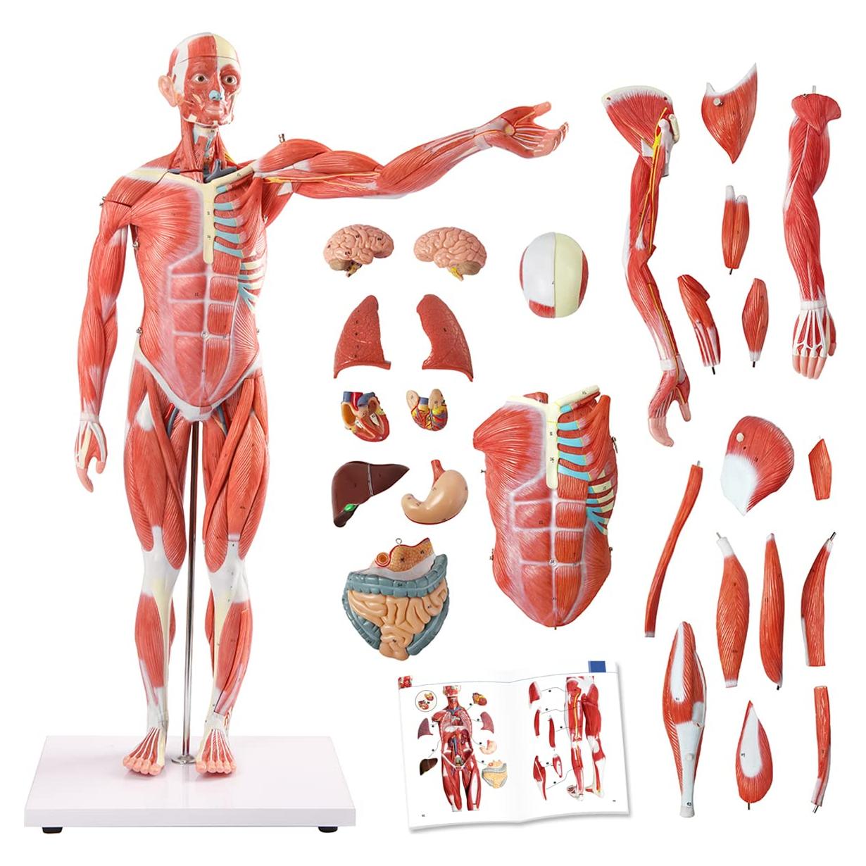 Modelo Muscular y Órgano Humano EVOTECH 27 Partes 1/2 Escala