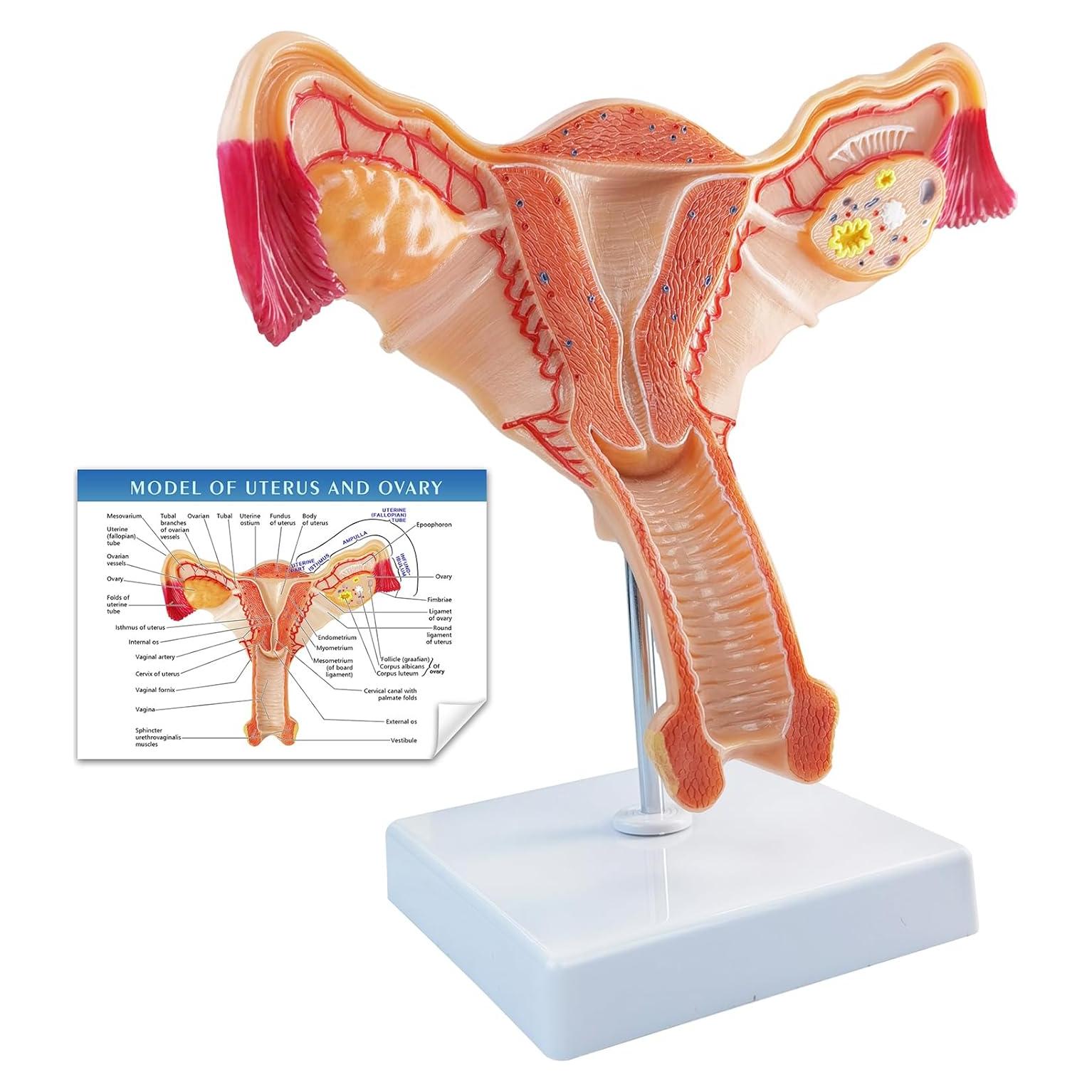 Modelo Anatómico Utero y Ovario Humano Merinden Realista