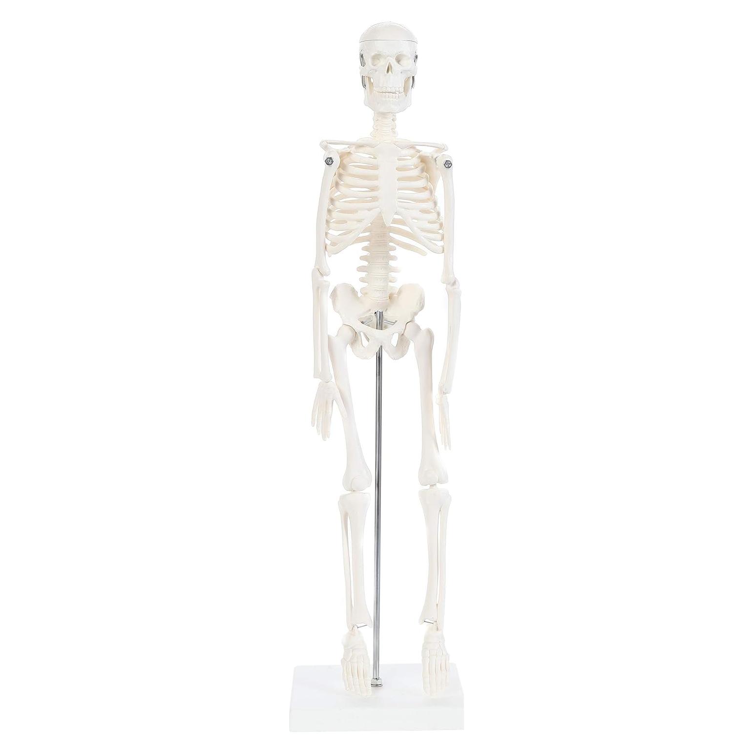 Modelo de Esqueleto Humano 48cm Laboratorio de Anatomía
