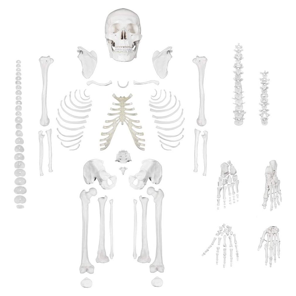 Esqueleto Humano Disarticulado Breesky 206 Huesos 3 Partes
