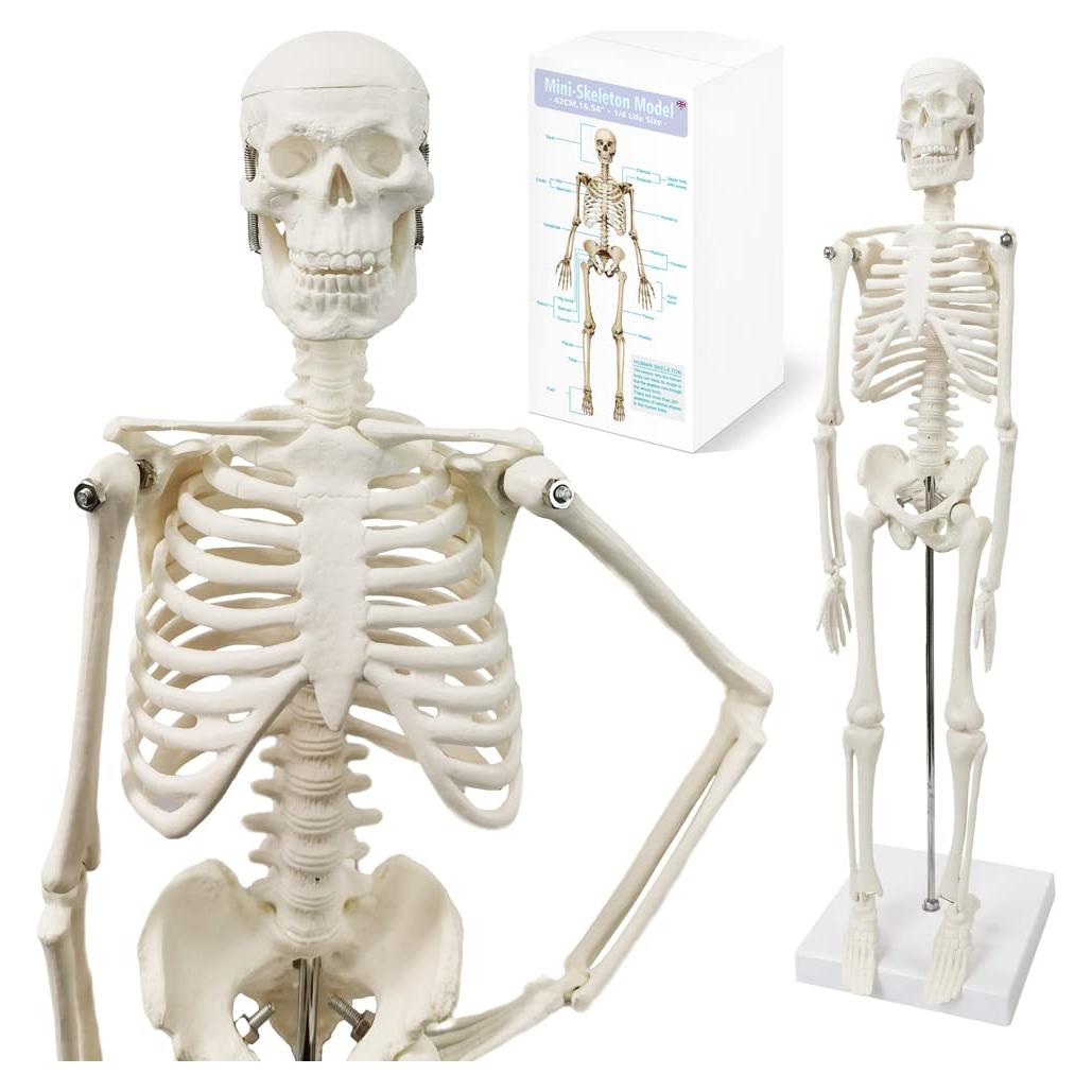 Modelo de Esqueleto Humano HADWYN 44.96 cm Articulado