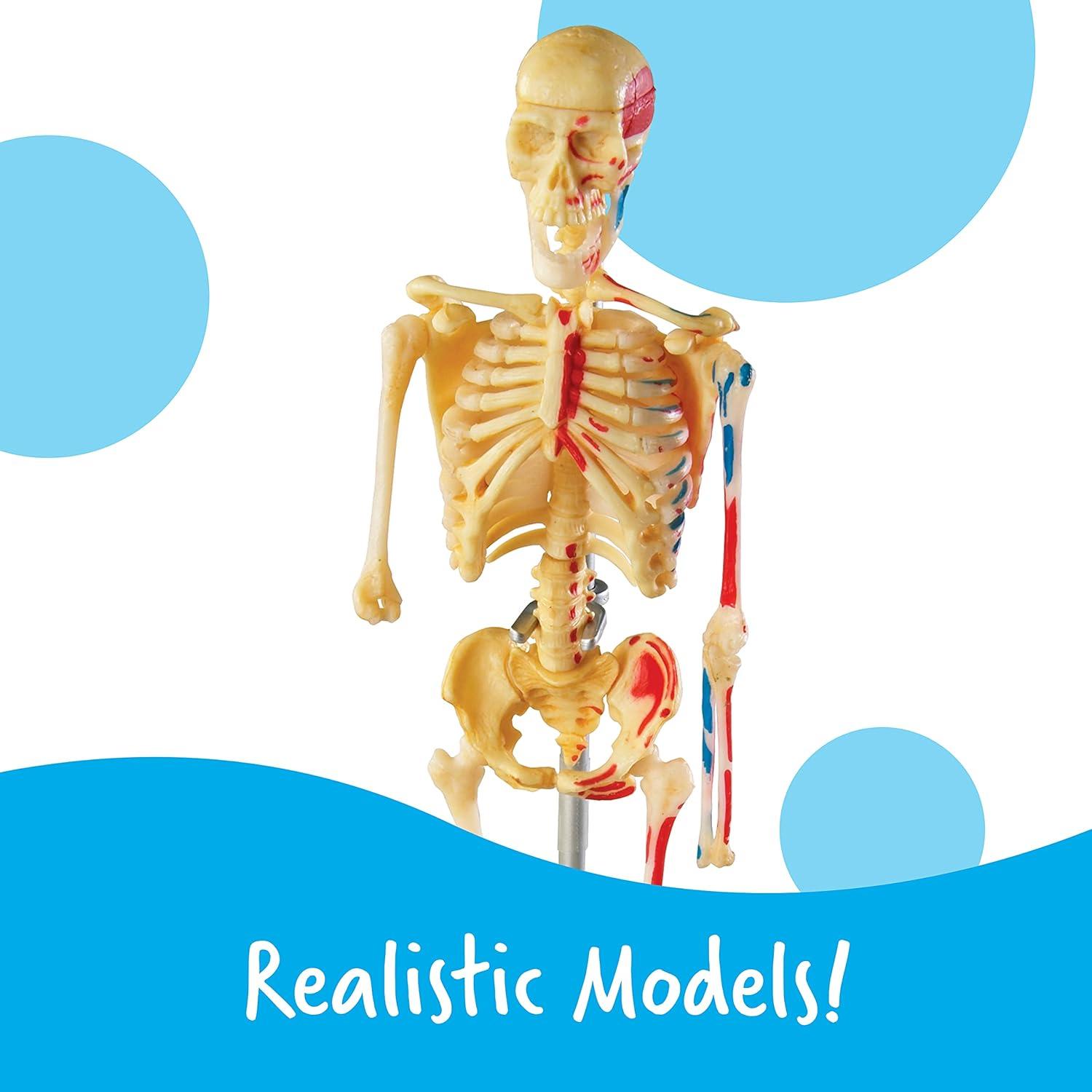 Conjunto de Anatomía Learning Resources - 4 Modelos Educativos