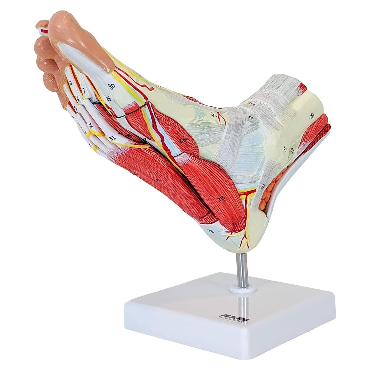 Modelo de Anatomía del Pie Axis Scientific 9 Partes Detalladas