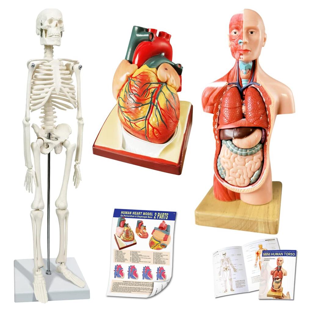 Modelo de Esqueleto Humano y Corazón 3 Piezas NUEVO HORIZONTE