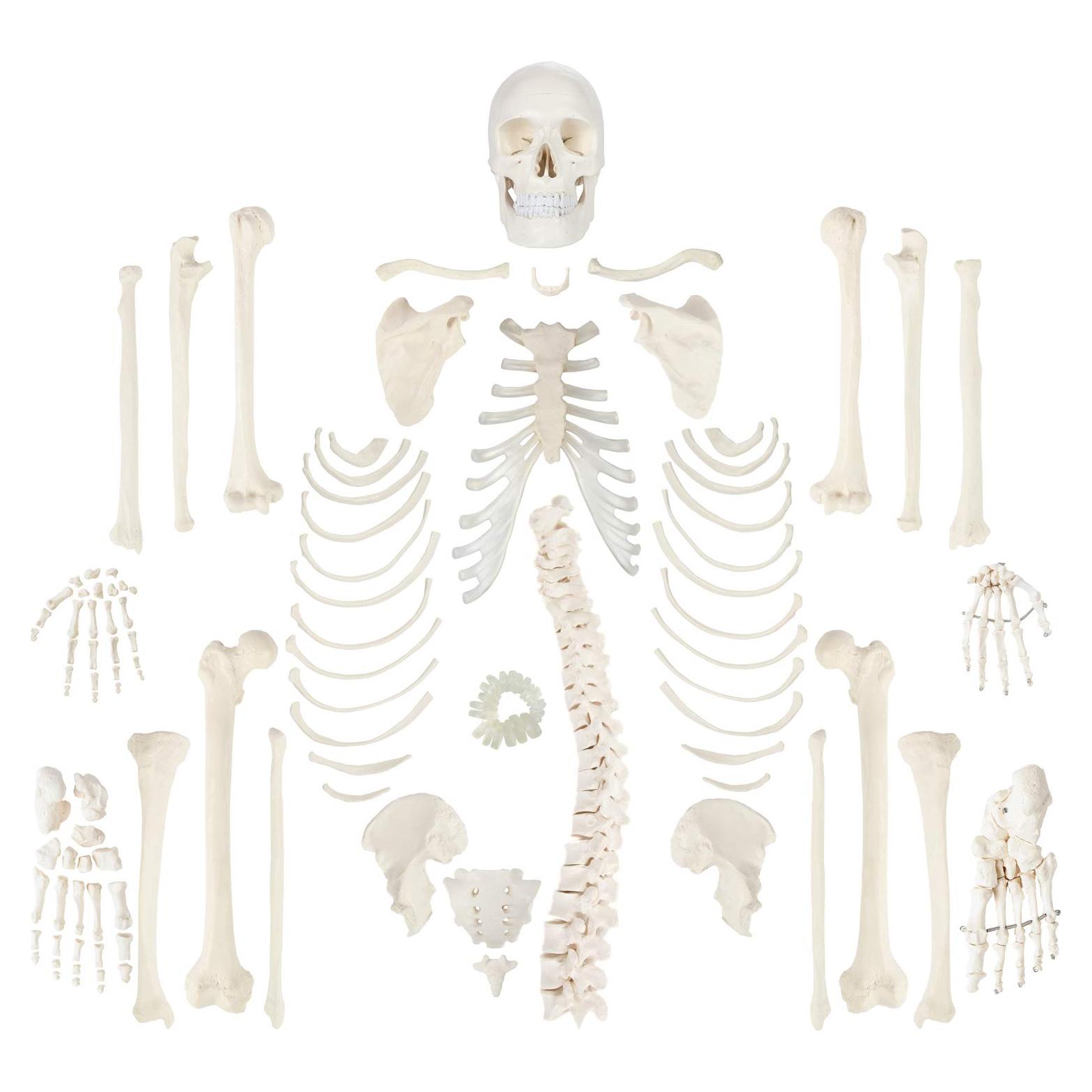 Esqueleto Humano Desarticulado a Tamaño Real Axis Scientific