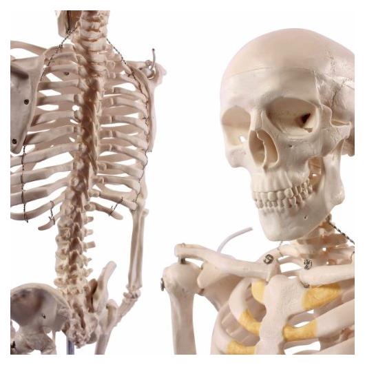 Esqueleto Humano Anatómico Wellden 85cm Desmontable