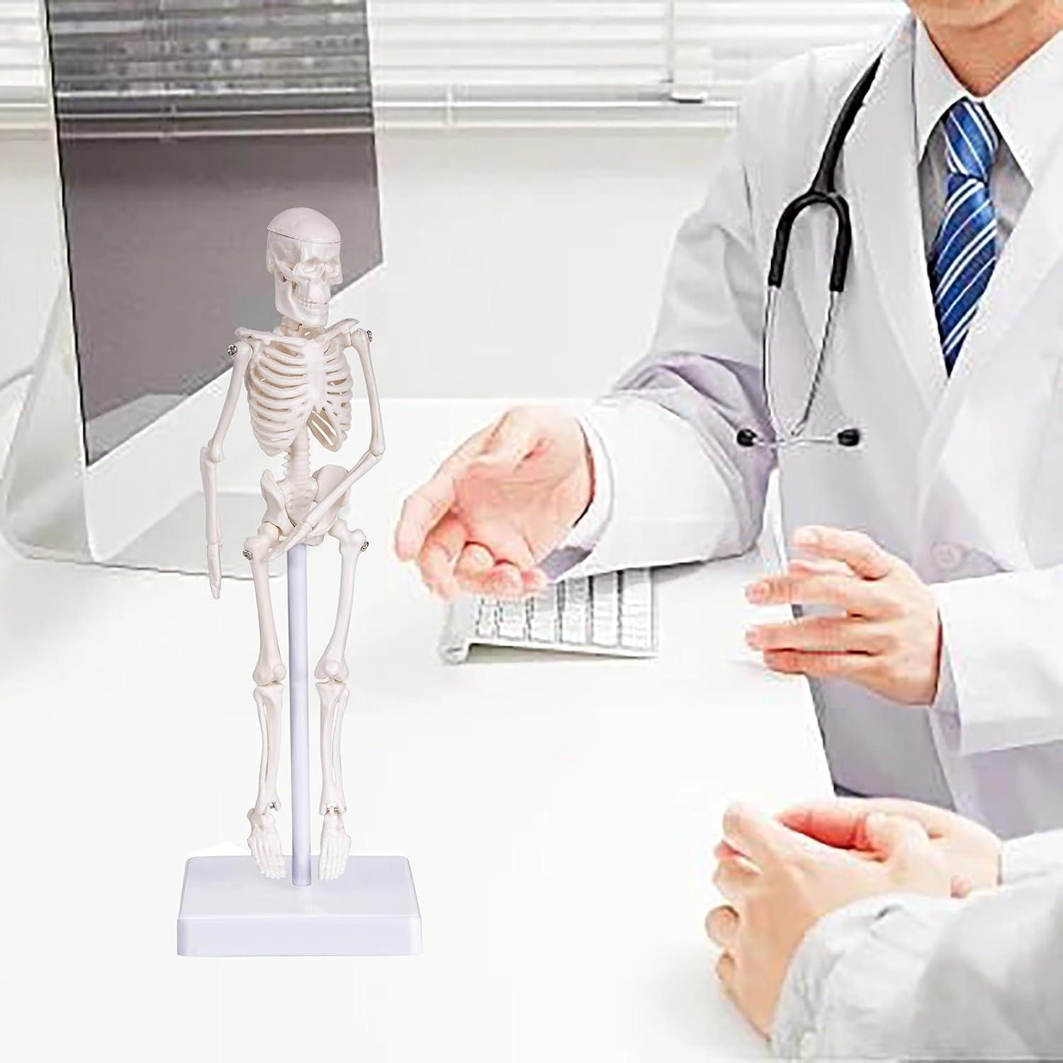 Modelo de Esqueleto Humano Mini Pipilily 20cm Articulado