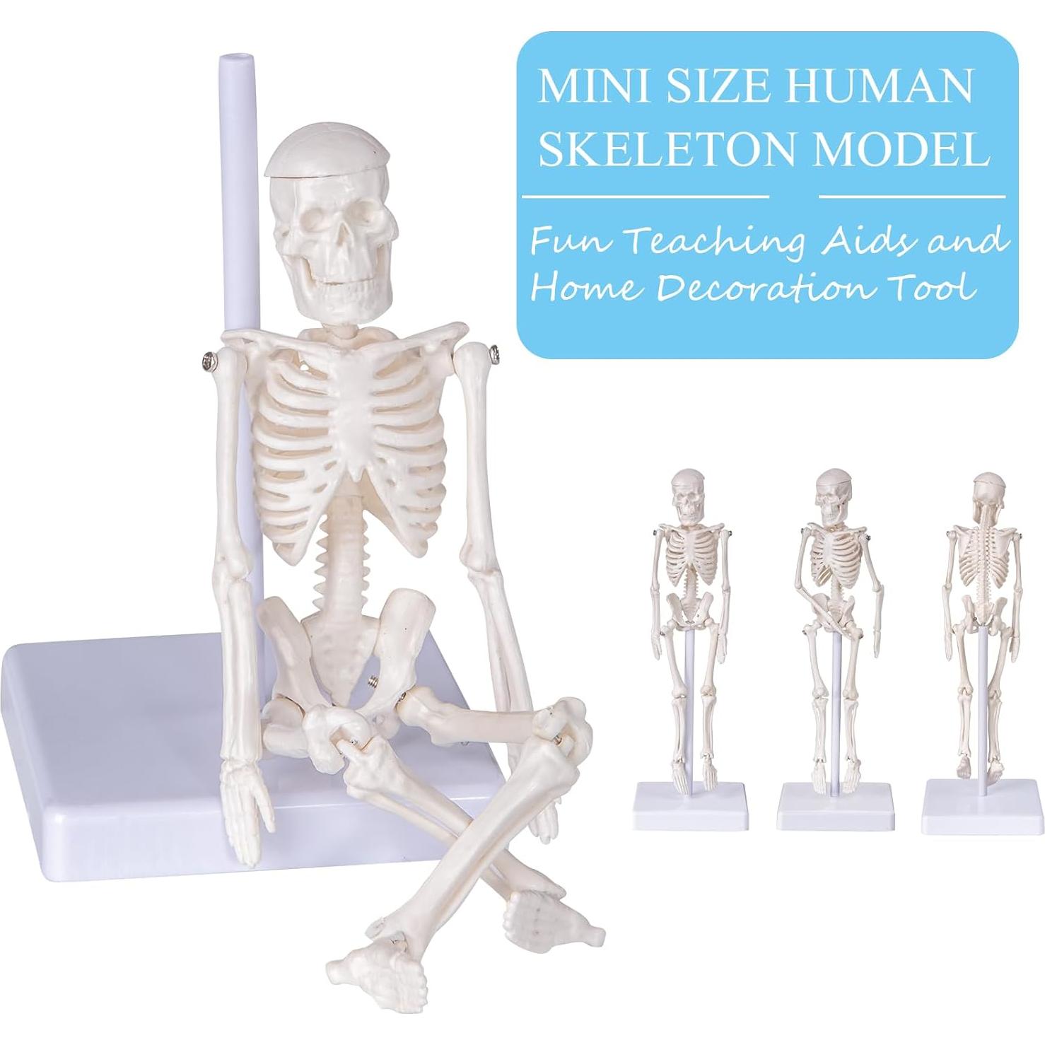 Modelo de Esqueleto Humano Mini Pipilily 20cm Articulado