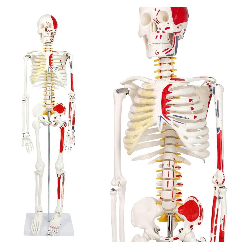 Modelo de Esqueleto Humano Pintado 88.9 cm Nuevo Horizonte