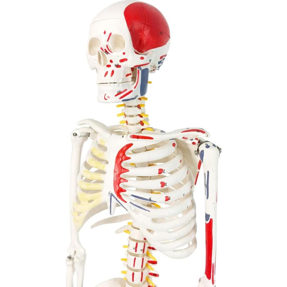 Modelo de Esqueleto Humano Pintado 88.9 cm Nuevo Horizonte
