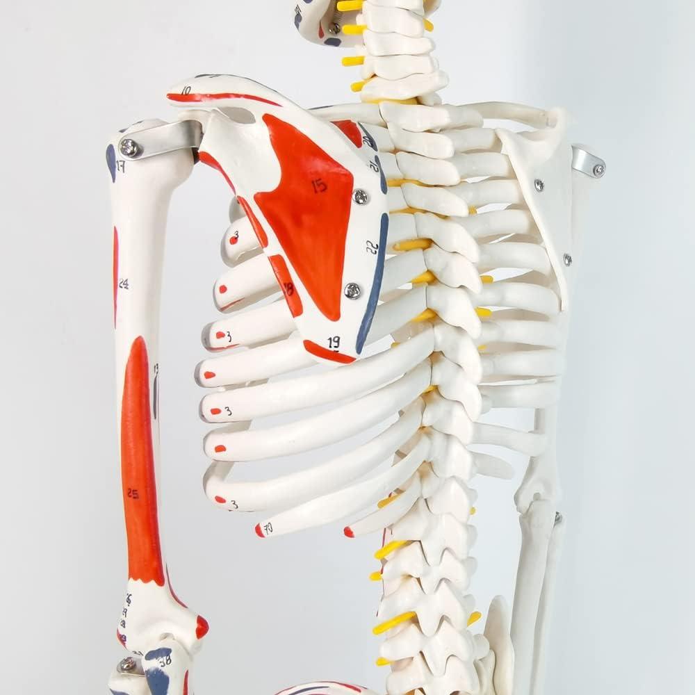 Modelo de Esqueleto Humano Pintado 88.9 cm Nuevo Horizonte