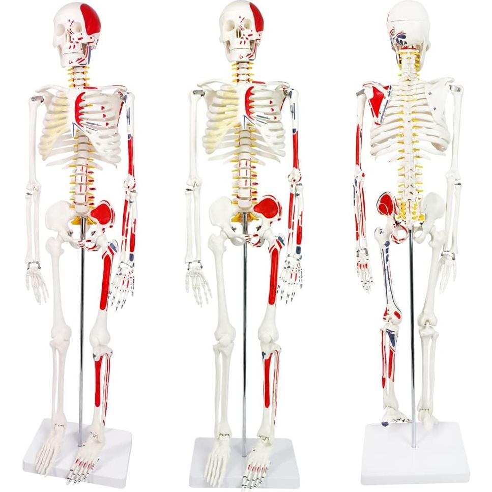 Modelo de Esqueleto Humano Pintado 88.9 cm Nuevo Horizonte