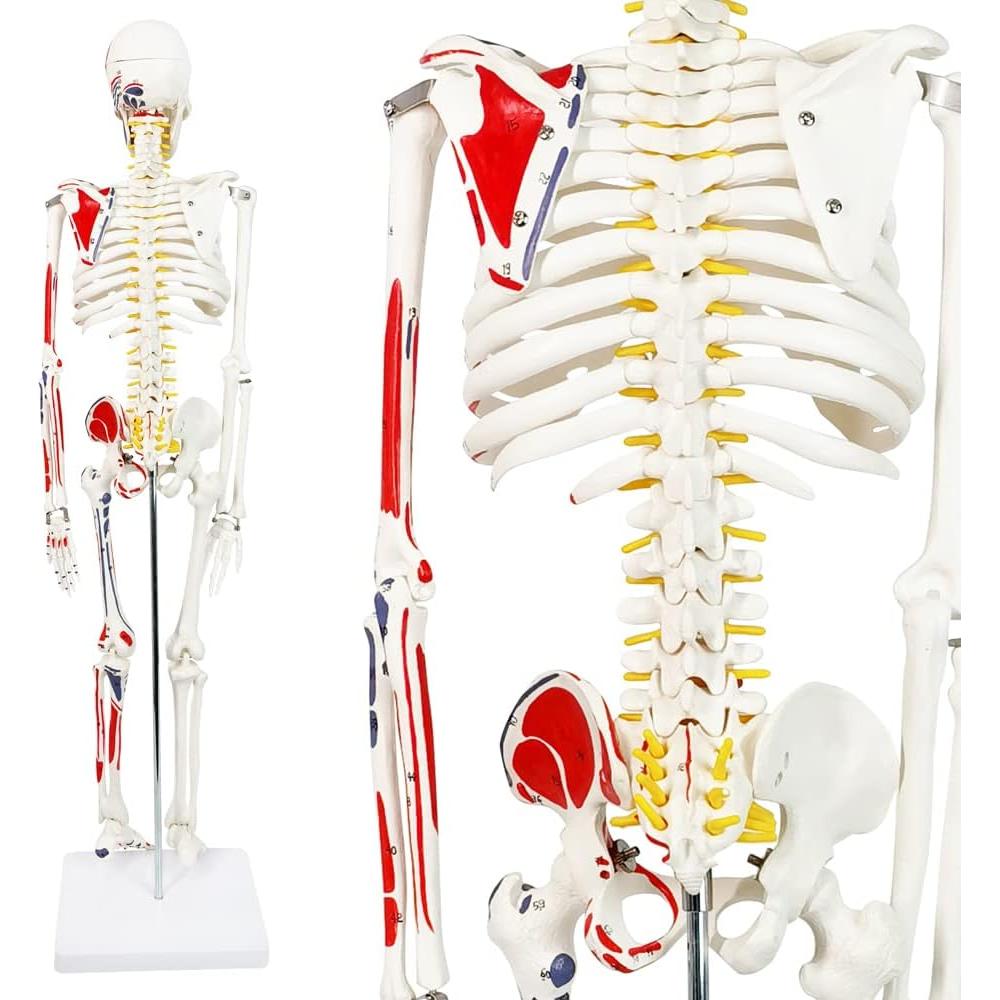 Modelo de Esqueleto Humano Pintado 88.9 cm Nuevo Horizonte