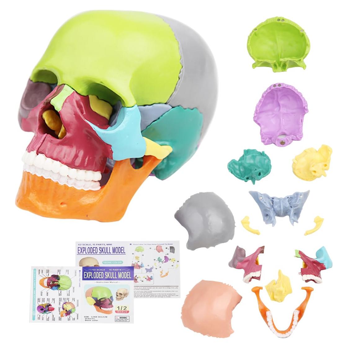 Modelo de Cráneo Anatómico 15 Piezas Vocadok 12.5x8.5x12.5cm