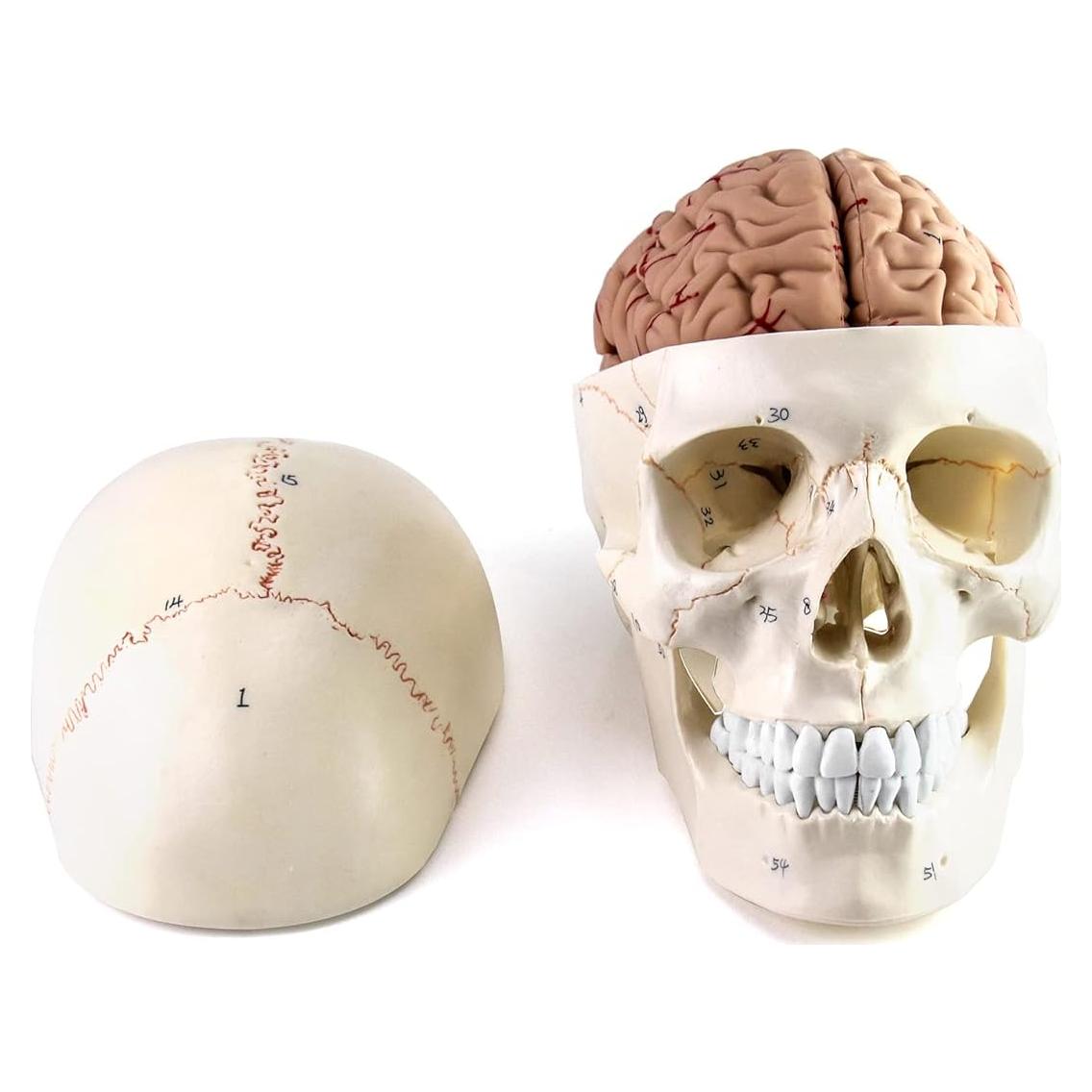 Modelo de Anatomía del Cráneo y Cerebro Humano QWORK, 11 Piezas, PVC