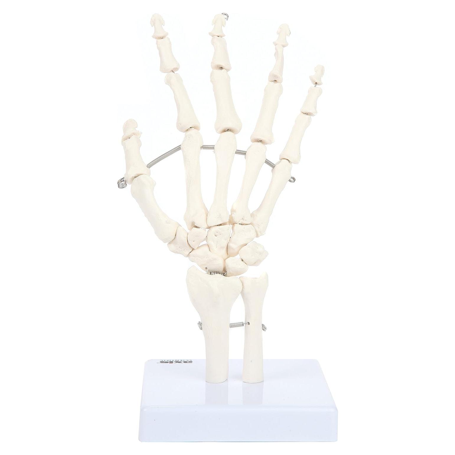 Modelo Anatómico de Mano Esquelética Axis Scientific A-105854