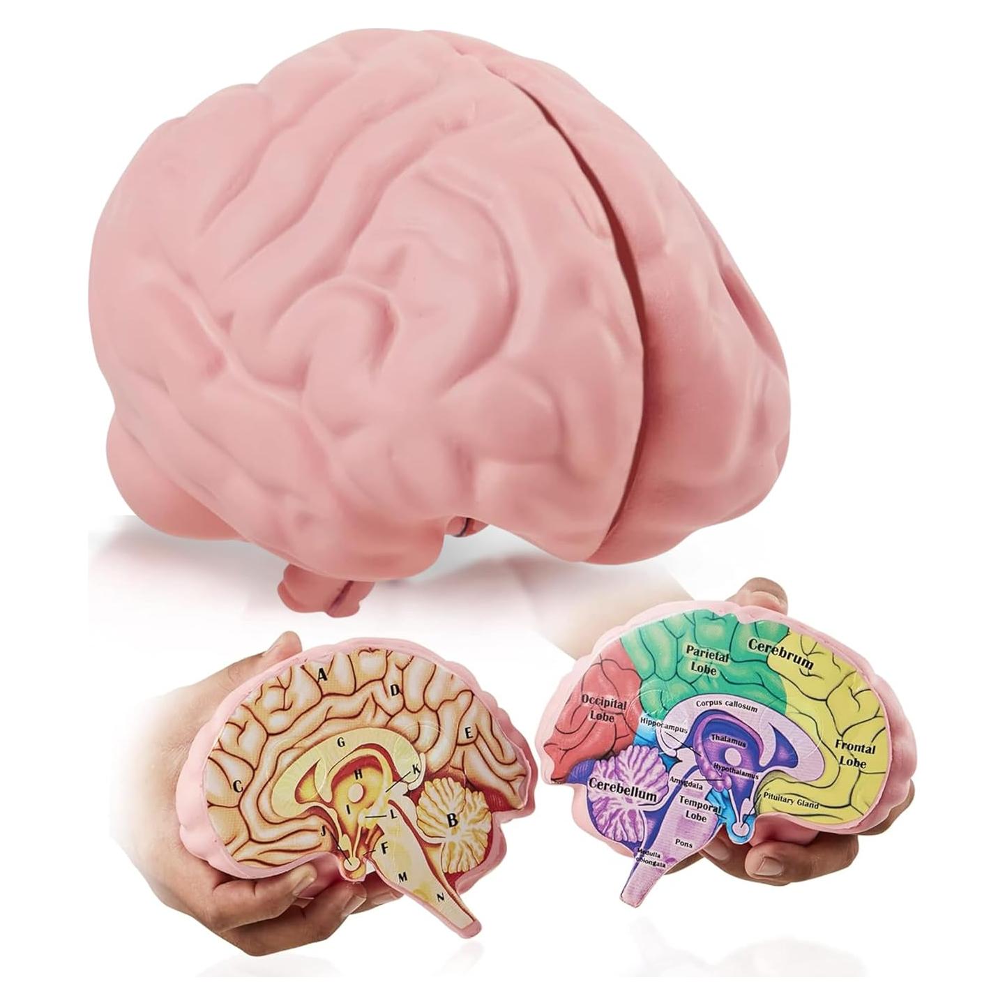 Modelo de Cerebro de Espuma Merhoff 3D Educativo 14.9x13.7cm