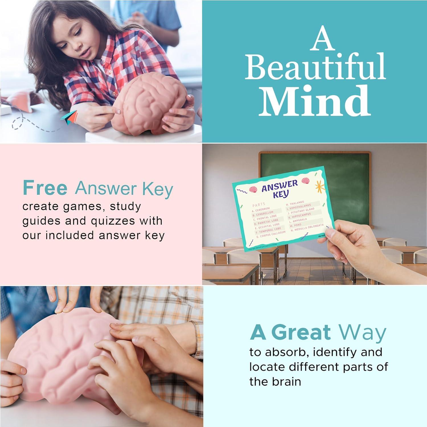 Modelo de Cerebro de Espuma Merhoff 3D Educativo 14.9x13.7cm