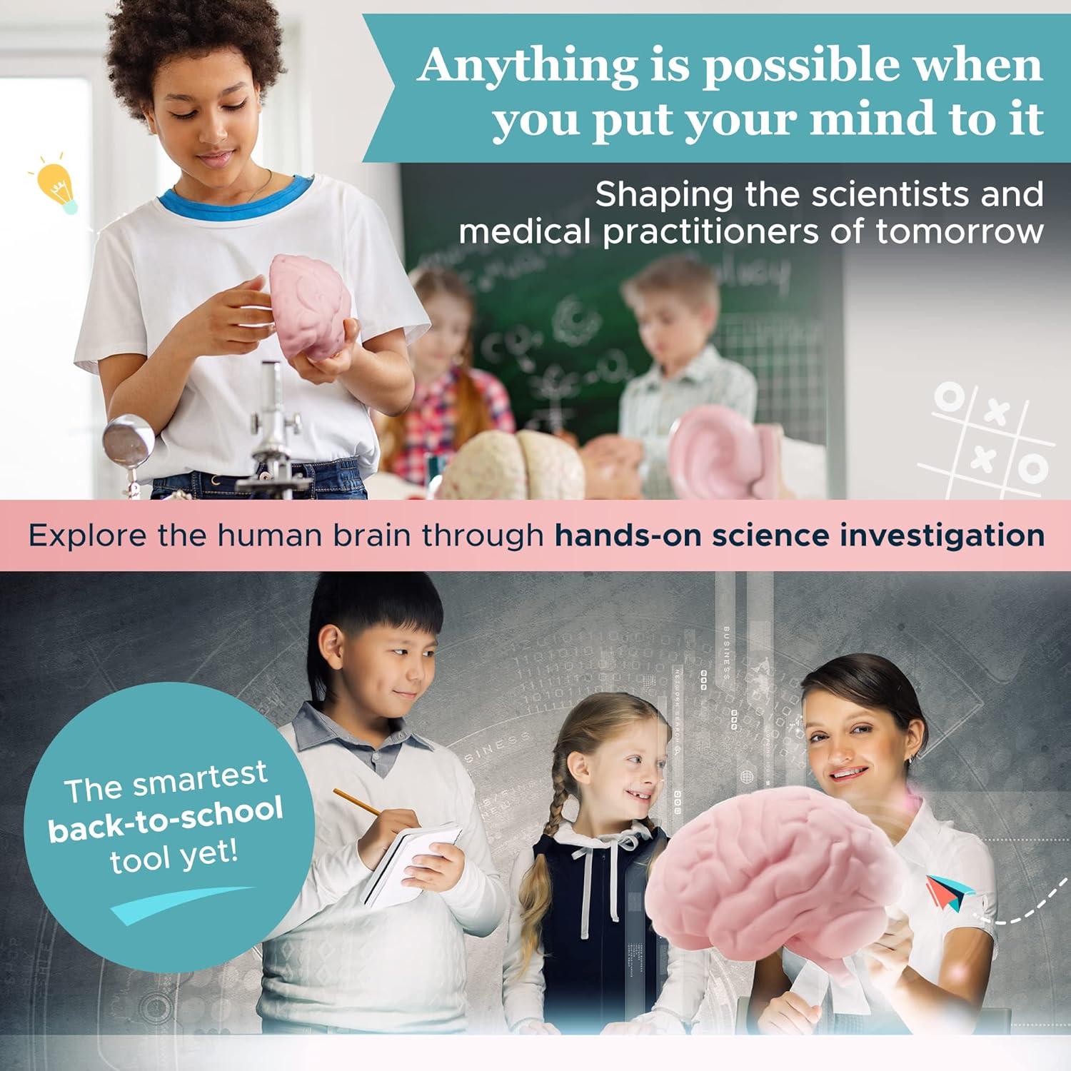 Modelo de Cerebro de Espuma Merhoff 3D Educativo 14.9x13.7cm