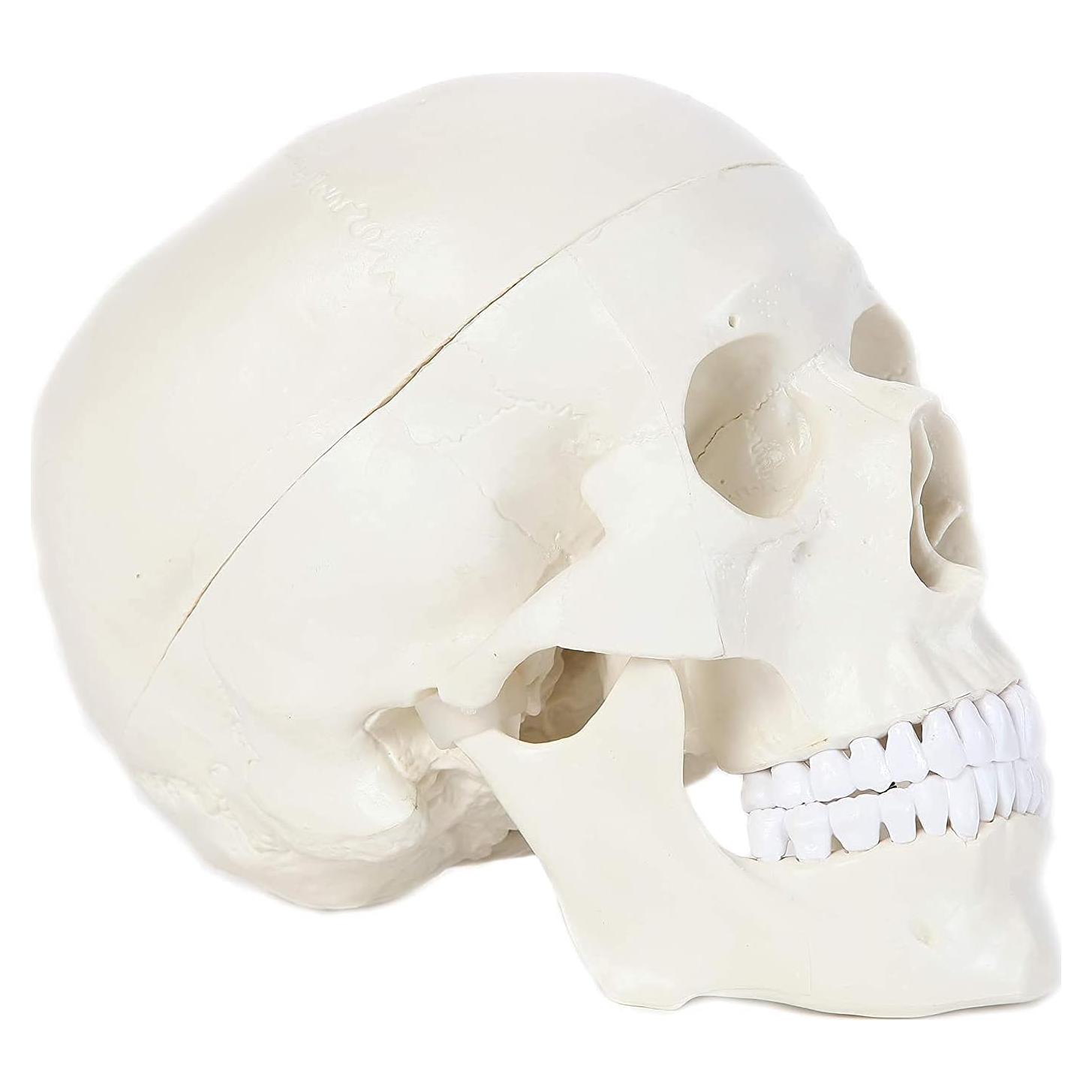 Modelo Anatómico de Cráneo Humano Alikeke 11.4x8.9 cm