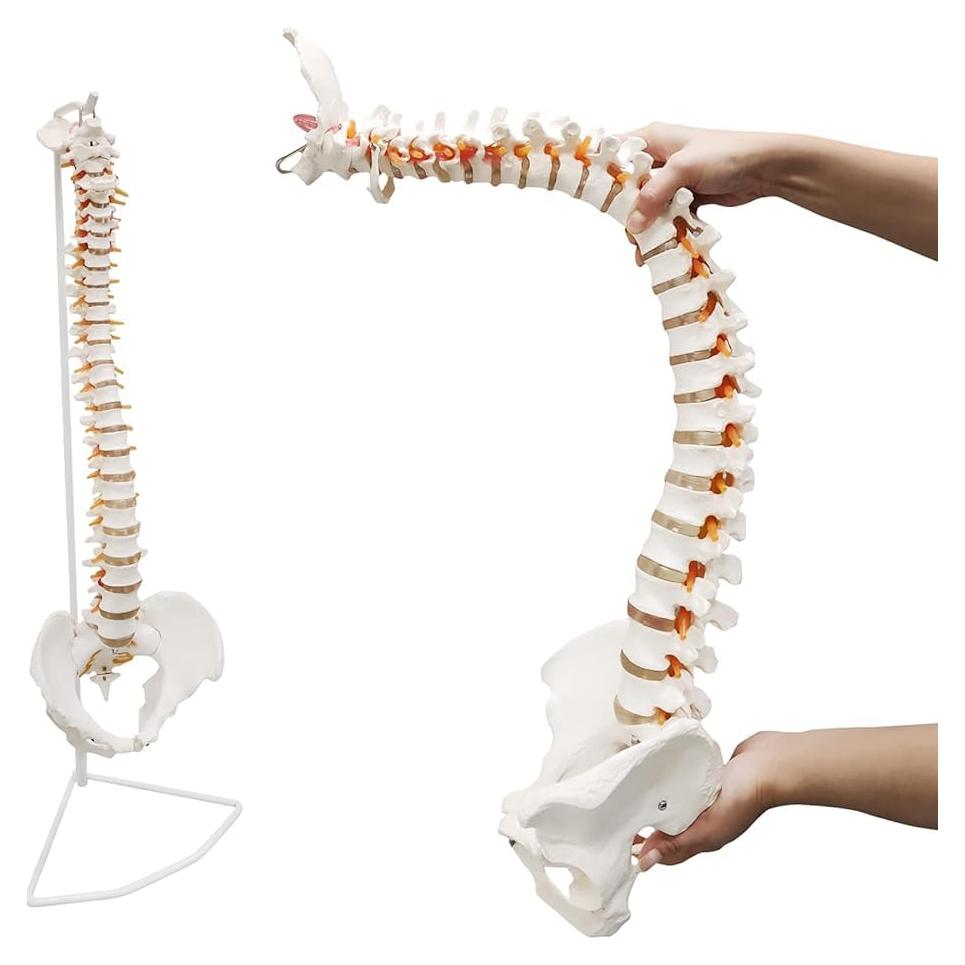 Modelo de Columna Vertebral Humana Ultrassist 86 cm con Soporte