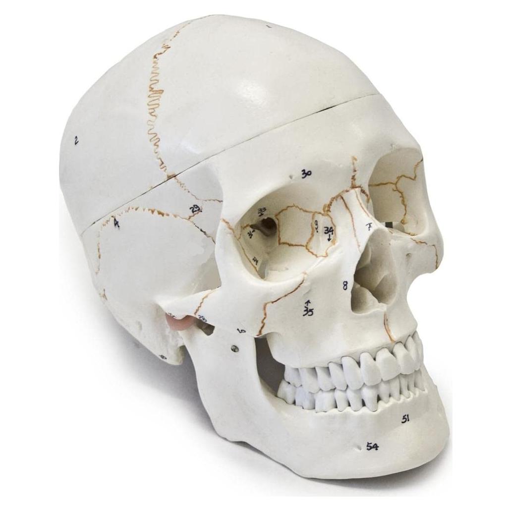 Cráneo Humano Anatómico Wellden Medical 3-Partes Real