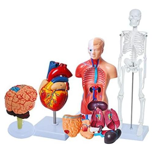 Conjunto de Modelos de Anatomía Humana Wadoy - Corazón, Esqueleto, Cerebro
