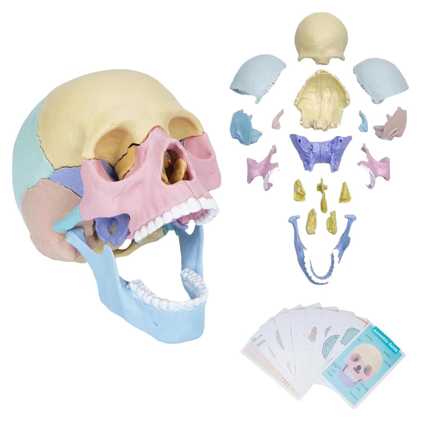 Modelo de Cráneo Humano Desmontable ZITREOXN 17 Piezas