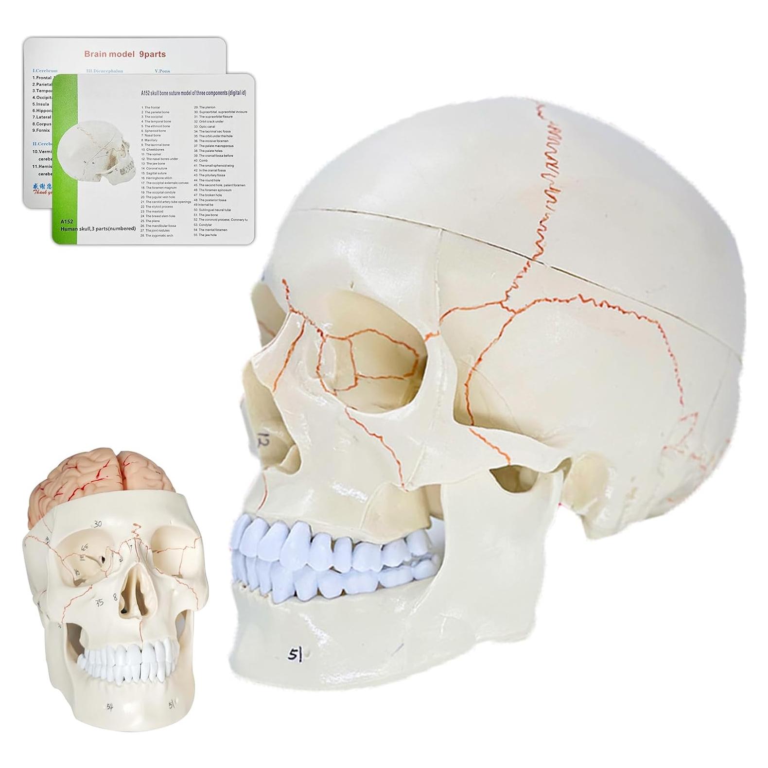 Modelo Anatómico de Cráneo y Cerebro SFXYJ 11 Piezas 2024