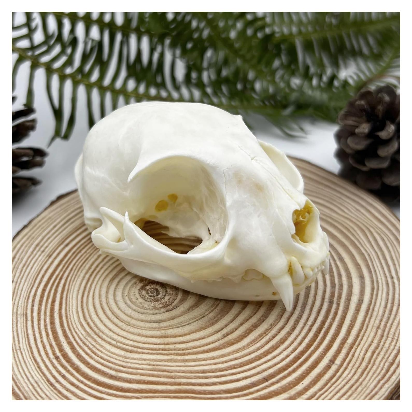 Cráneo de Gato Real - Especimen de Taxidermia iBedding