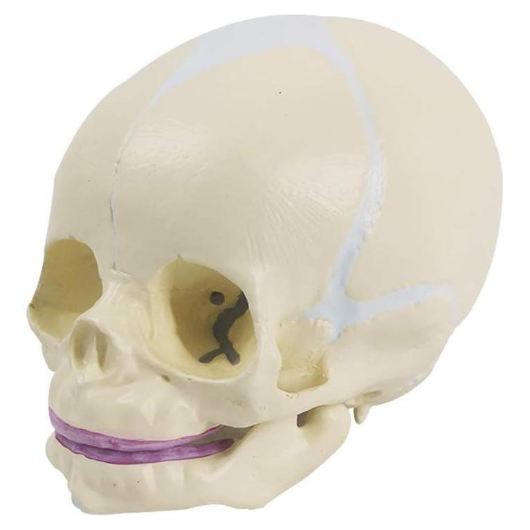 Modelo de Cráneo Infantil Humano EVOTECH 6.99x11.99 cm