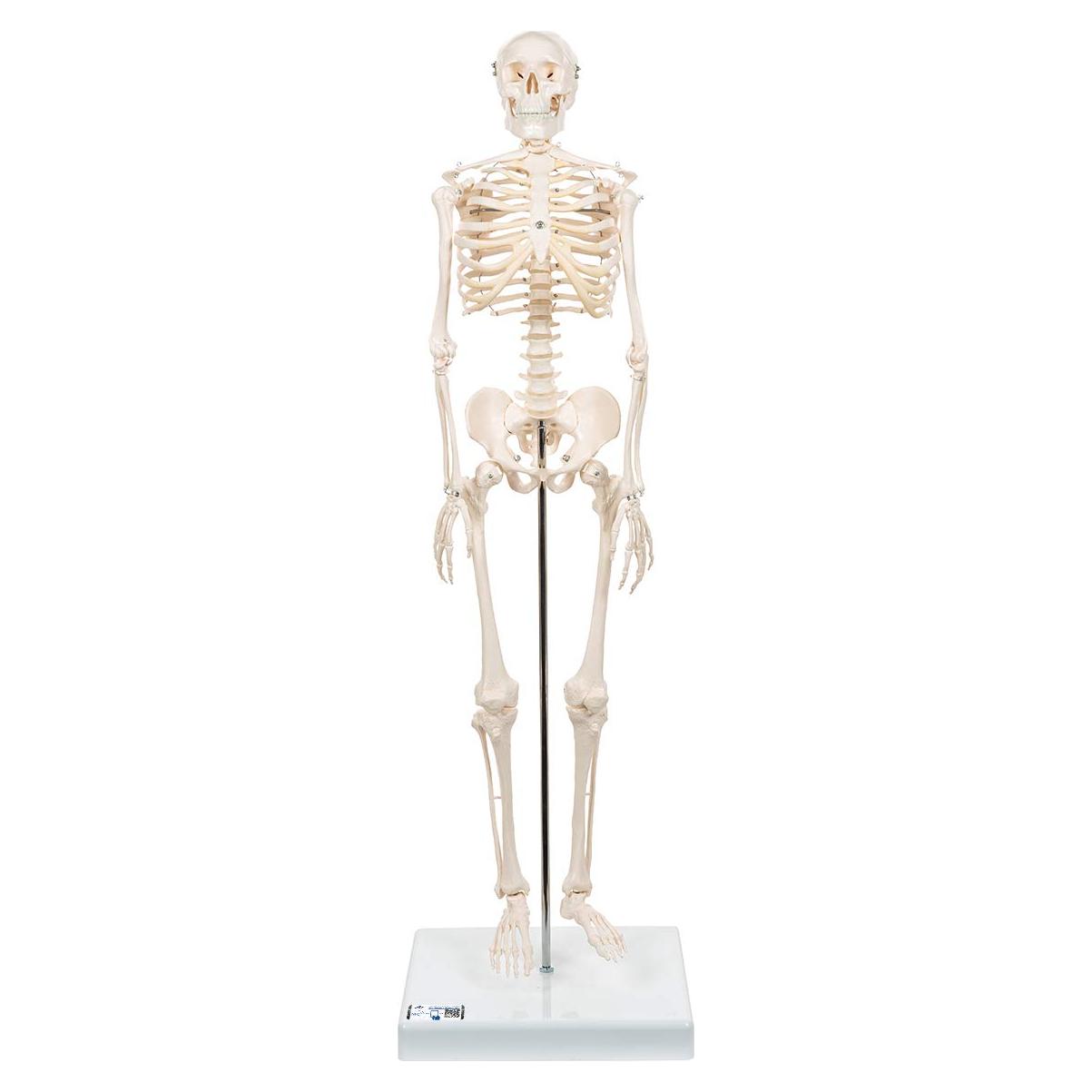 Mini esqueleto humano 3B Scientific A18 80 cm con pelvis