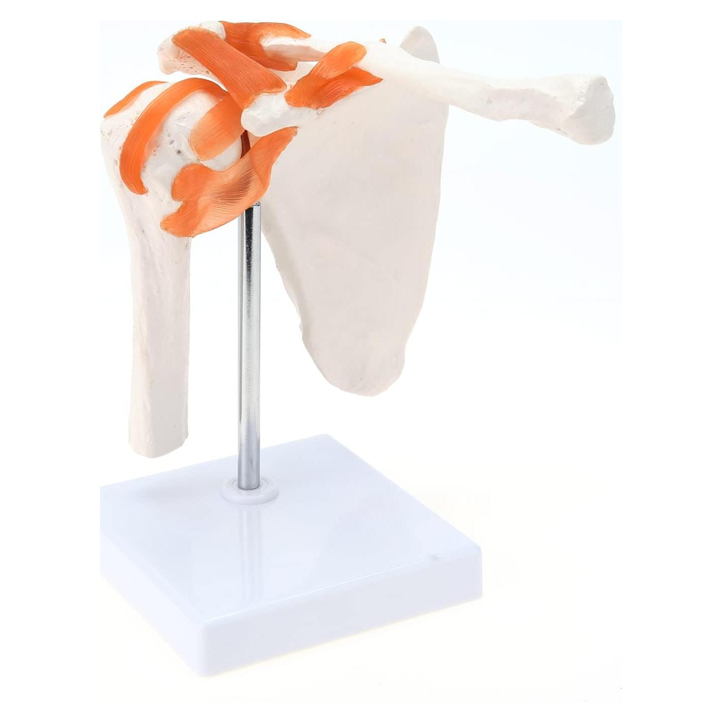 Modelo de Anatomía del Hombro RONTEN con Ligamentos Funcionales