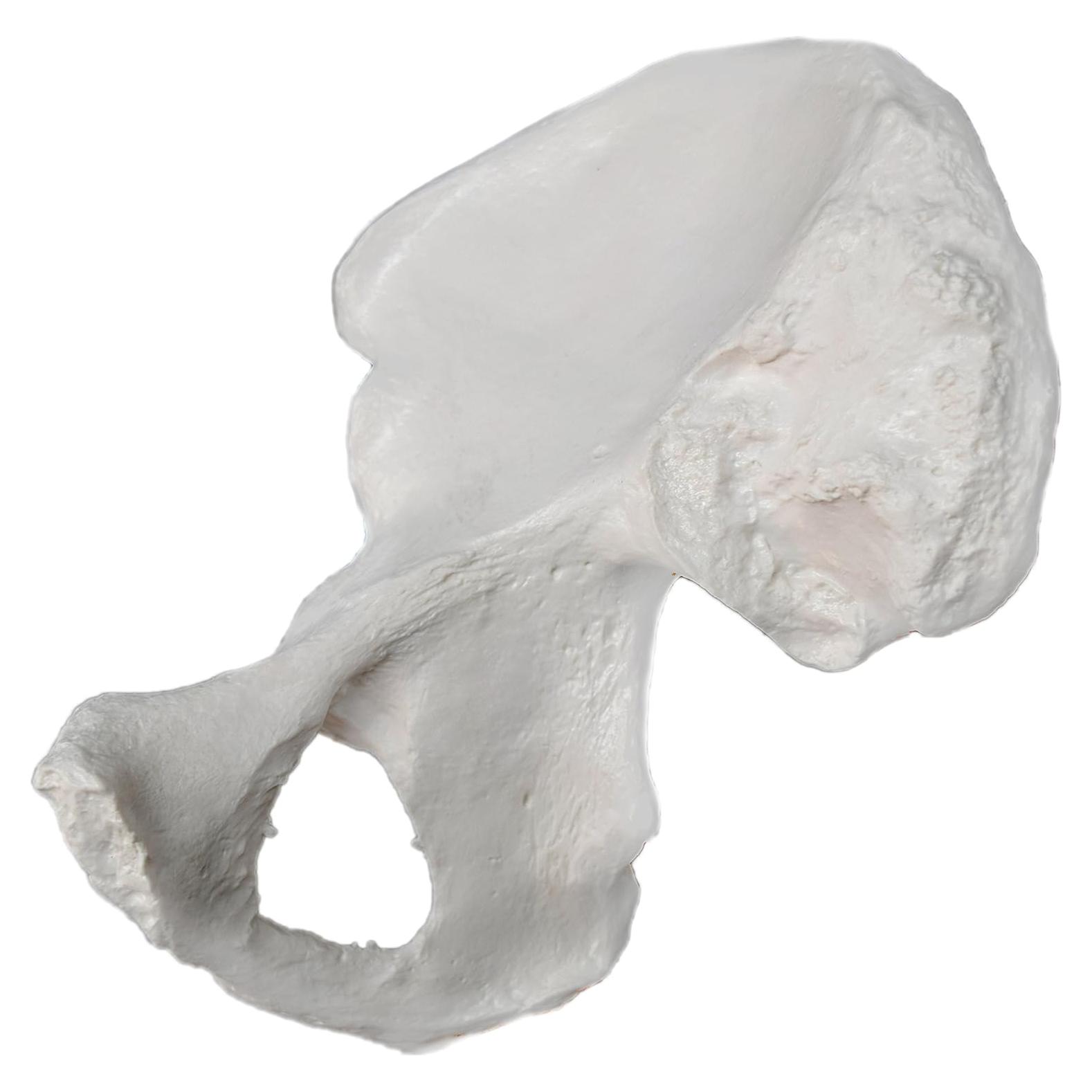 Modelo de Hueso de Cadera Derecho hBARSCI - Réplica Anatómica 14x17.78cm