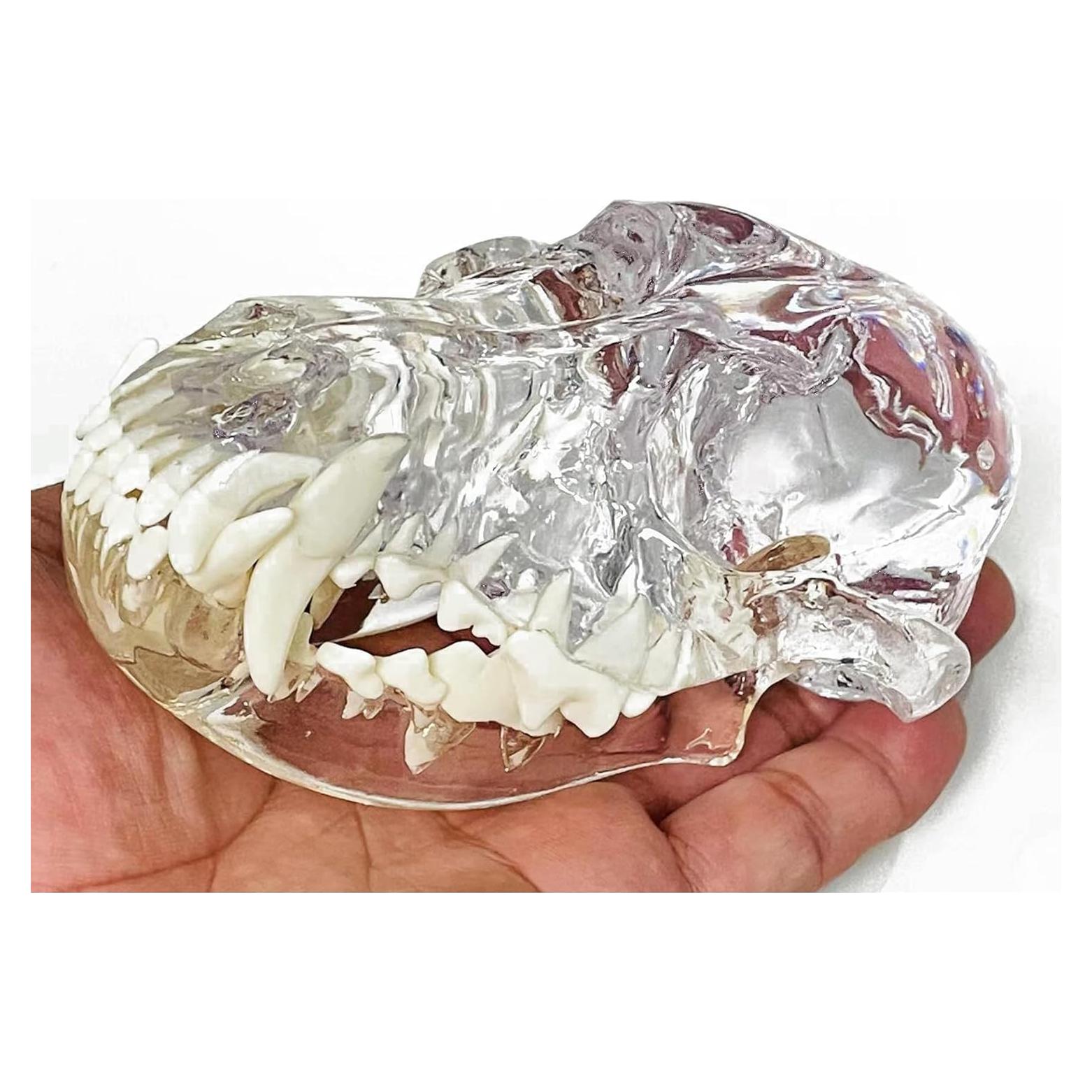 Modelo Anatómico de Cráneo de Perro Kijuh455 Transparente