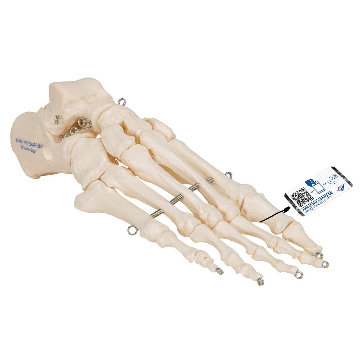 Esqueleto de pie 3B Scientific A30 con alambre flexible