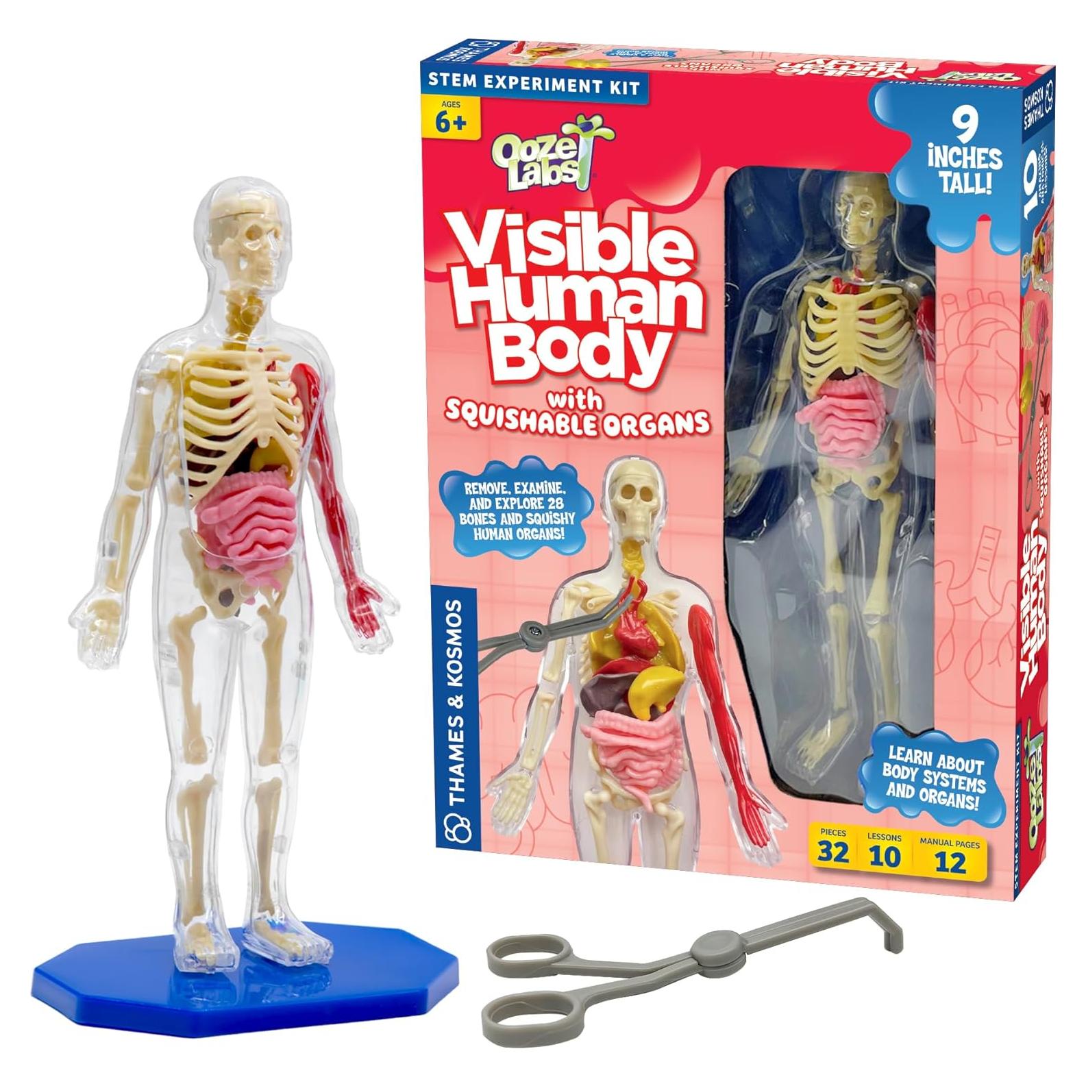 Modelo Cuerpo Humano Visible Thames & Kosmos 22.86 cm