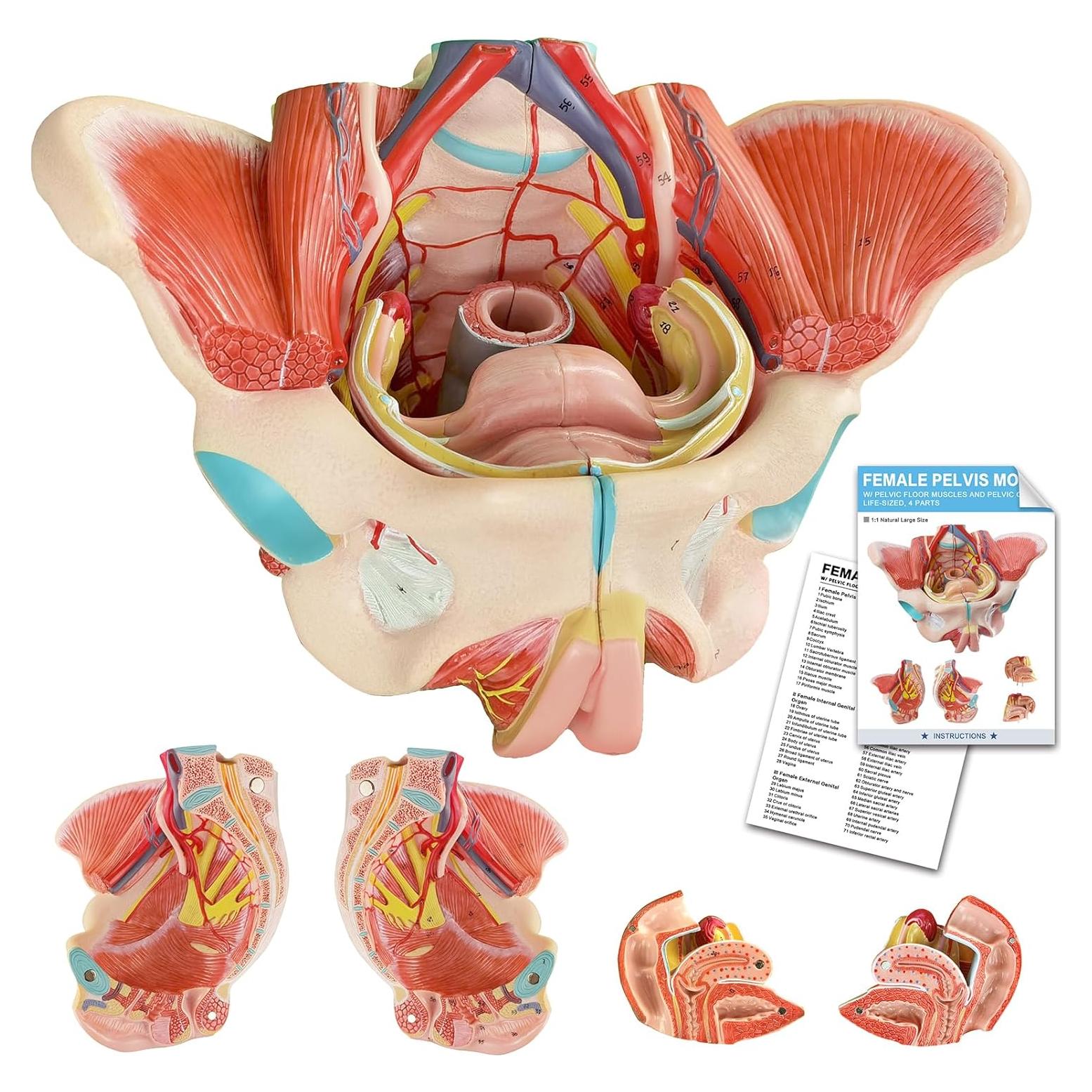 Modelo Anatómico Pelvis Femenina Merinden 4 Partes Realista