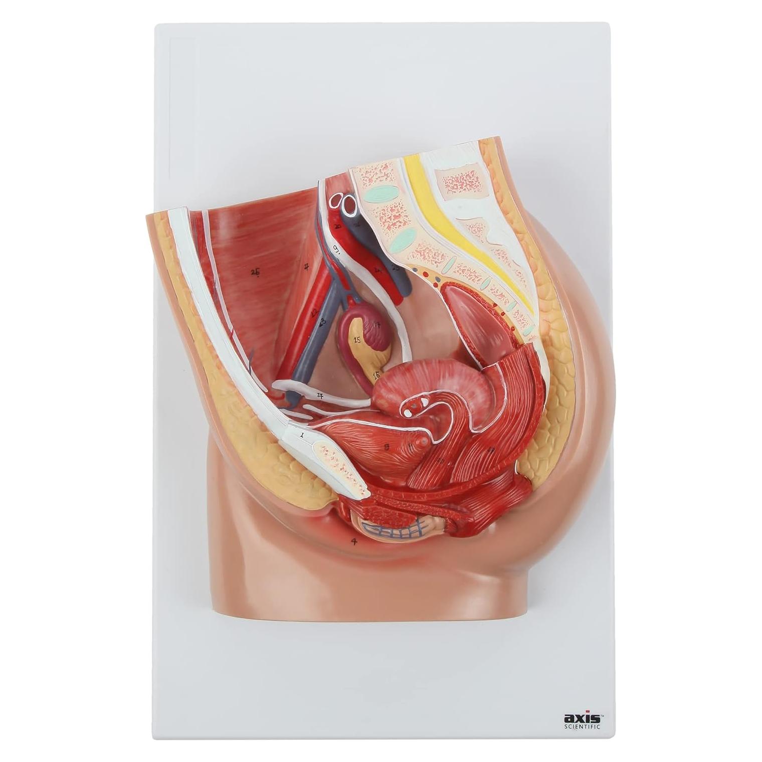 Modelo de Anatomía de Pelvis Femenina Axis Scientific 2 Partes