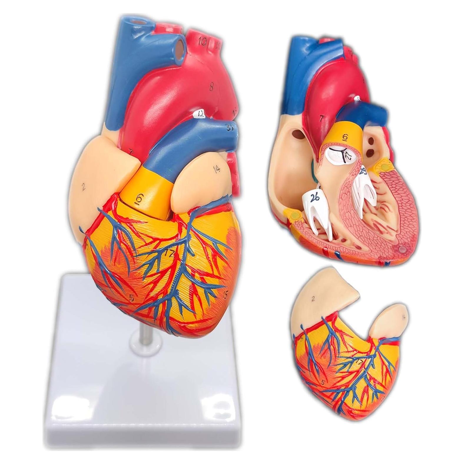 Modelo de Corazón Humano 2 Partes con 34 Estructuras Anatómicas