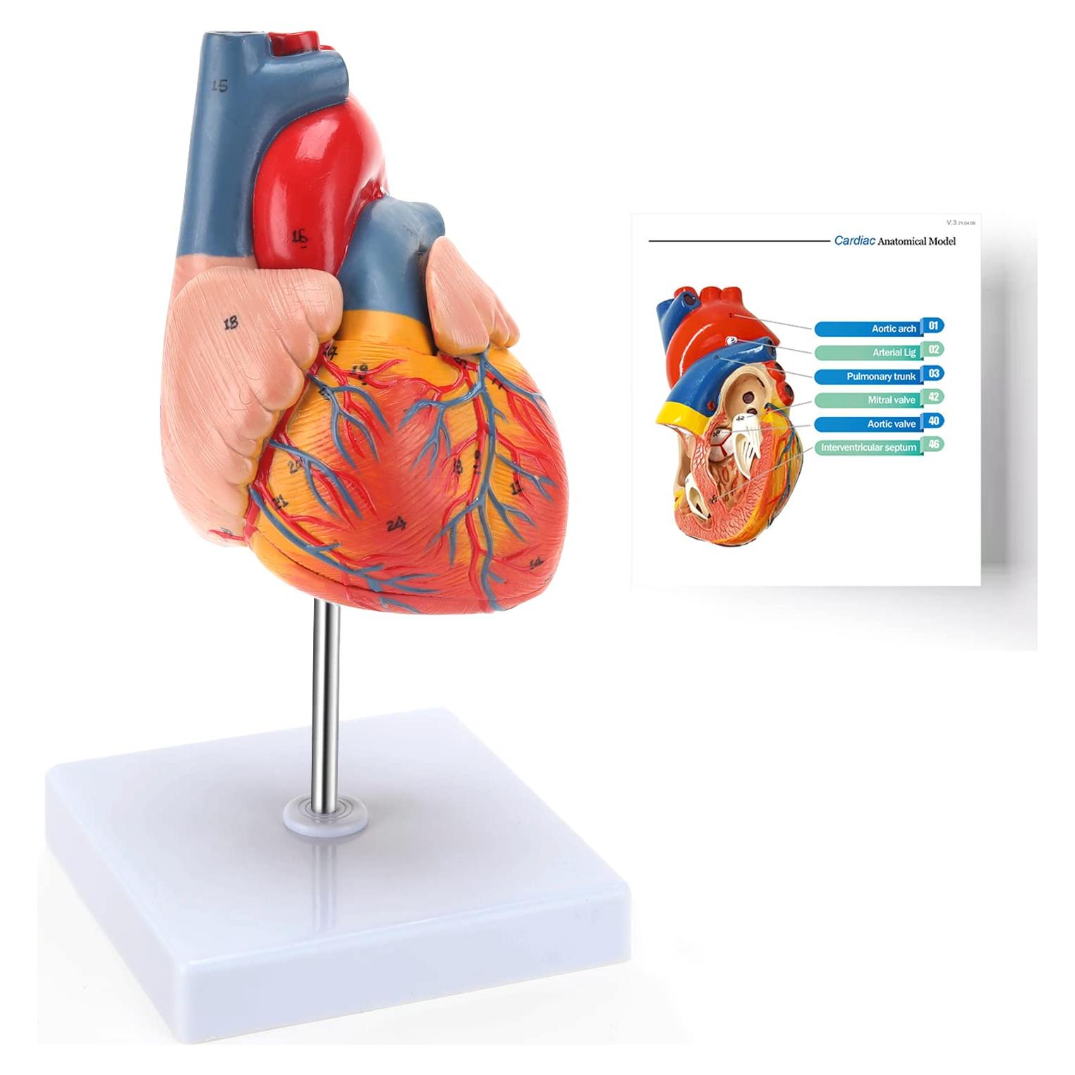 Modelo de Corazón Humano RONTEN 2 Piezas a Tamaño Natural