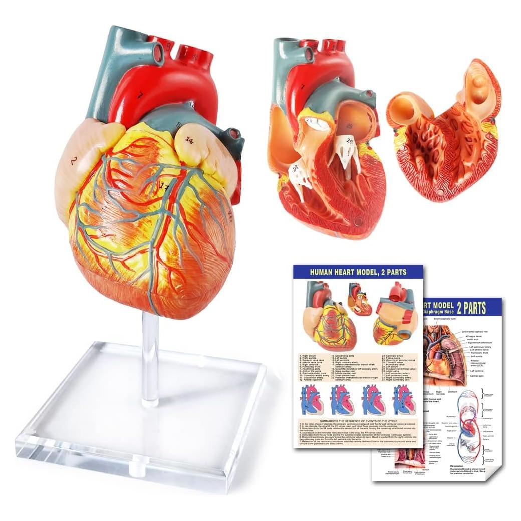 Modelo de Corazón Humano 3D Anatomía 2 Partes PVC 14x14x13cm